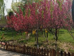 -莲花池公园