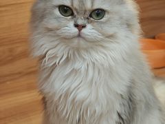 -猫十亿·布偶金渐层·曼基康矮脚猫舍(青年路店)