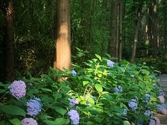 -上海滨江森林公园