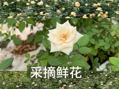 -栖露营camping·天幕烧烤·团建拓展·采摘营地