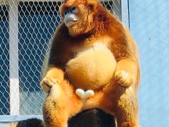 -大连森林动物园