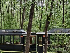 -合肥滨湖国家森林公园