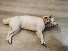 -柴迷FANS CLUB·柴犬狗咖·猫咖