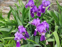 -丰台花园