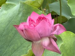 -莲花池公园