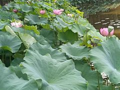 -陈家山荷花公园