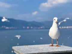 -海埂大坝