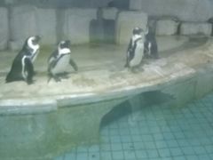 -洛阳龙门海洋馆