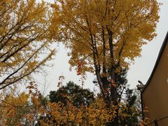 -龙华寺