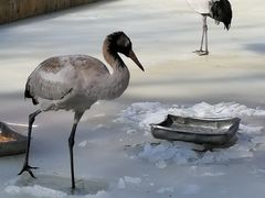 -新疆天山野生动物园