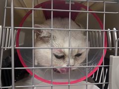 -中农国际动物医院24小时·猫科·骨科·急重症中心