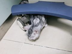 -宠福鑫康馨动物医院·骨科·眼科