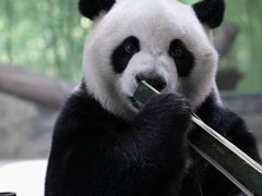 -广州长隆野生动物世界