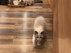 -袖虎·猫馆(体育西路店)
