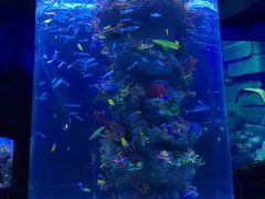 -芜湖新华联大白鲸海洋公园