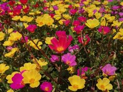 -田园东方蜜桃村的田野营地