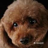 直到把它抱上来说拍几张照片发给它亲妈看看
