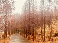 -溱湖国家湿地公园