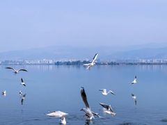 -西昌邛海湿地
