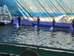 -秦皇岛乐岛海洋王国