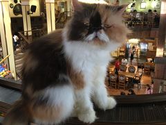 -more than meow吴止猫主题餐厅(承德 中船汇店)