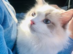-宠爱国际动物医院·消化内科·心肾内科·ISFM猫友好(望京店)