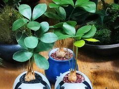 -循礼门鲜花花市(武汉循礼门店)