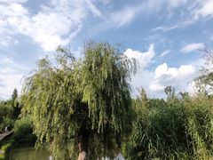 -捞渔河湿地公园