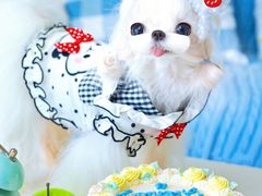 -萌宠之家·腊肠犬·马尔泰·小体犬舍