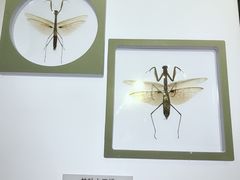 -上海昆虫博物馆