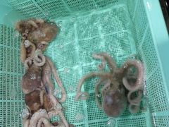 -渔傅·蓝海岸霞浦海鲜(正祥店)