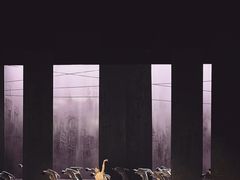 -合肥大剧院