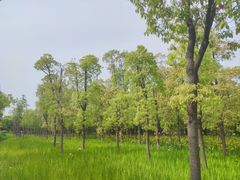 -嘉北郊野公园