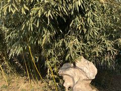 -石家庄市植物园