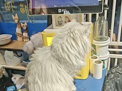 -平行世界·猫咖(首经贸店)