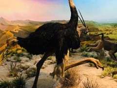 -国家自然博物馆