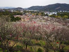 -香雪海
