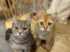 -楼上猫咖(罗湖店)