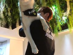 -Husky Go! 哈士奇体验馆·宠物咖啡厅狗咖