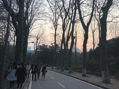 -武汉大学-樱园