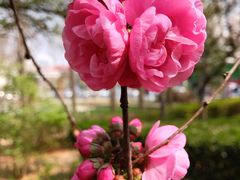 -石家庄市植物园