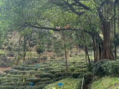 -广州市白云山风景名胜区