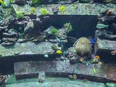 -亚特兰蒂斯•OSSIANO奥西亚诺海底餐厅
