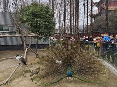 -成都动物园