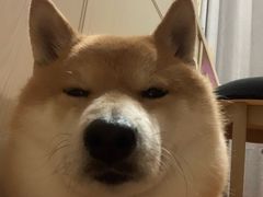 -贝乐宠物店