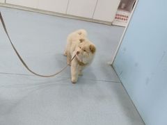 -佳怡动物医院·平价24小时·猫专科骨外科