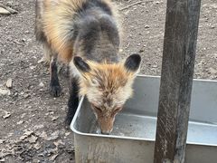 -宫城藏王狐狸村