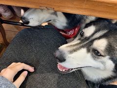 -more than meow吴止猫主题餐厅(承德 中船汇店)