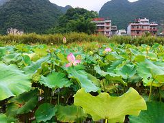 -靖西鹅泉风景区