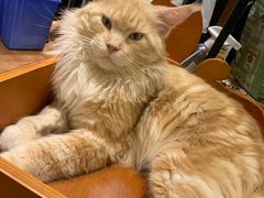 -more than meow吴止猫主题餐厅(承德 中船汇店)